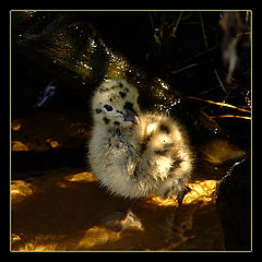 photo "Pushistik...)"