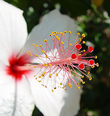 фото "Floral Antenna"