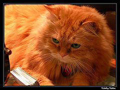 photo "Untitled photo"