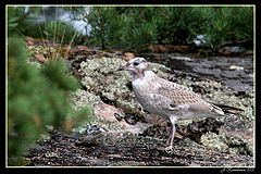 фото "Young gull"