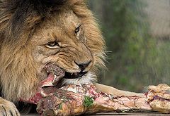 фото "Snack time"