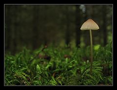 photo "Sieni"