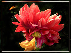 photo "bowing-flower"
