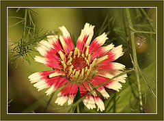 photo "MacroVision #1"