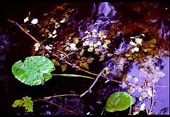 photo "untitled"