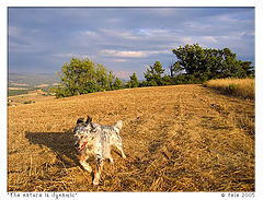 фото "The nature is dynamic"