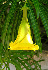 photo "Flower"