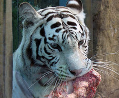 фото "белый тигр"