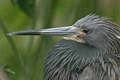 фото "puffed up"