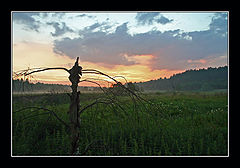 photo "Silvan"