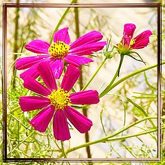 photo "street-flower"