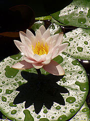 photo "Water lily"