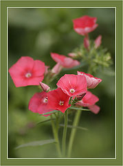 photo "MacroVision #4"