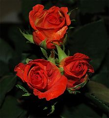 photo "Roses"