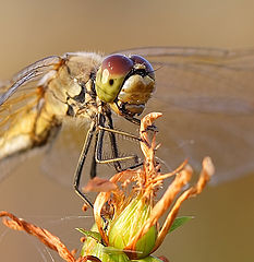 photo "Dragon-fly"