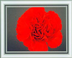 photo "Carnation " Ballerina""