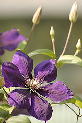photo "MacroVision #2"