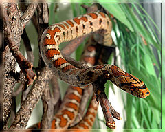 photo "Nonpoisonous beauty"