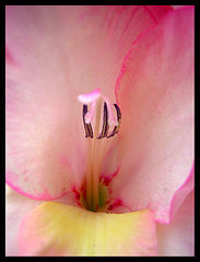 photo "just beauty"