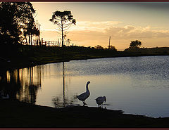 photo "Songs of the Beloved #5"