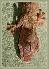 photo "Gekko: Uroplatus Fantasticus"