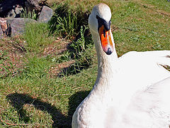 photo "Swan"