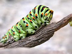 фото "caterpillar"