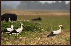 photo "Storks in April"