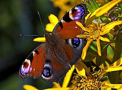photo "Butterfly"