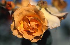фото "Yellow rose"