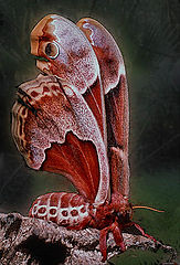 фото "Moth"