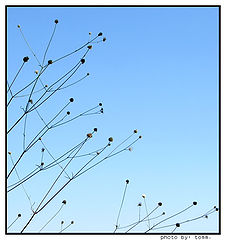 фото "Summer air"