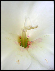 photo "just beauty#2"