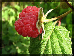 photo "Raspberry"
