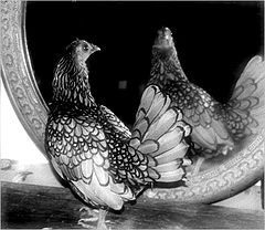 фото "...tell me, Mirror..."