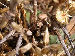 фото "Spider Wolf"
