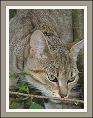 photo "On the prowl"
