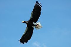 photo "Eagles fly"
