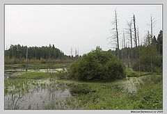 photo "Swamp"