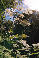 photo "***"