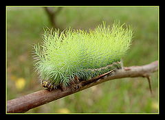 фото "Fire worm"