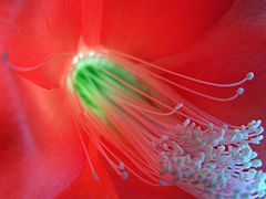 photo "Inside"