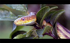 photo "snake"