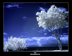 фото "tree in IR (Ana de Sousa)"