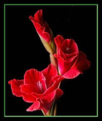 фото "gladoili"