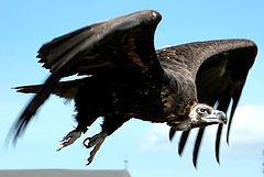 photo "Vulture's fly"