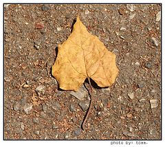 фото "Automn is on it's way"