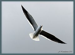 фото "Flying Gull"