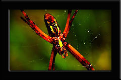 фото "Hanging Out"