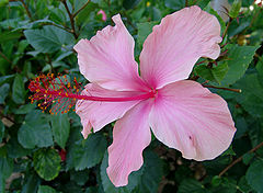 photo "Flower"